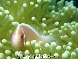 CLOWN FISH - 18 METRES UNDERWATER. USING CANON G9. AM A B... by Linda Plascow 
